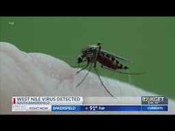 West Nile virus detected in Kern County mosquito sample