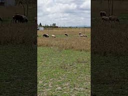 our #dorper #sheep grazing well at the farm #shorts #shortvideo #short #shortsfeed #shortsvideo