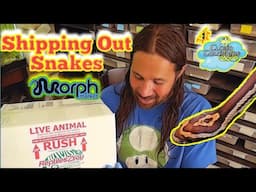 Shipping Out some beautiful Cornsnakes ordered on Morphmarket. 🐍 🐍 🐍