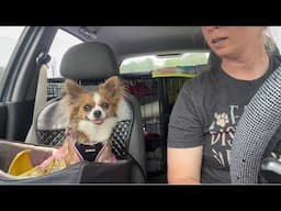 A boring training video 😆 reactivity behavior modification with my dogs