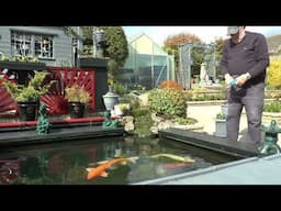 Koi and Garden april 2025