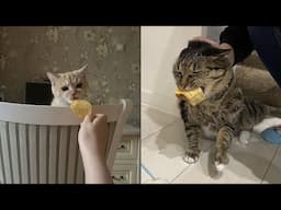 The Reaction Of Cats When They Find Food 🤣 New Funny Cat Video 😹