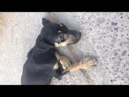 A monster hit her and left her lying alone in pain, trembling in terror, silently waiting for help.