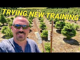 Try, training the tops while they are still growing on my Christmas trees