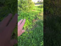 Perennials are the Best! Elderberry Finding Ways to Grow. #gardening #homestead #foodforest