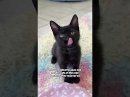 2 months / 2 pounds = time 2 spay and neuter!