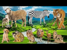 Lively Compilation of Animal Sounds : Sheep, Zebra, Tiger, Dog, Monkey - Animal Moments