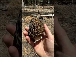 How To Identify Edible Mushrooms using “Passport To Kingdom Fungi” by Dr. Gordon Walker