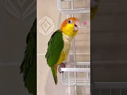 My bird is a PERVERT in the shower 👀👅 #parrot #caiqueparrot #funnyanimals #mademesmile ￼