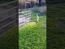 Baby miniature horse Jasper runs