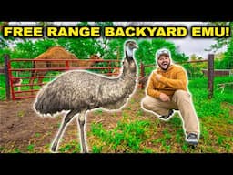 My Pet EMUs ESCAPE their CAGE!! (Bad Idea)