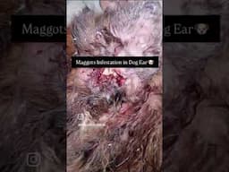 Maggots Infestation In Dog #pets #vet #veterinarian