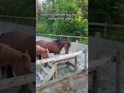 What On Earth Is He Doing!? #funny #horses #shortsfeed
