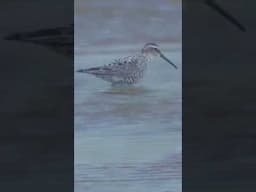 Stilt Sandpiper: Nature’s Long-Legged Traveller