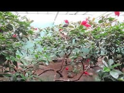 Bronx Zoo "Aquatic Bird House" breeding colony of scarlet ibis (Eudocimus ruber)