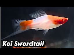 Koi Swordtail Fish Care Guide – Perfect Community Fish!