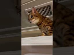 Filipino Pope #meows #funnycats #cutecat #viralshort #cat