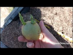 EXPERIMENT: GROWING POTATOES A VARIETY OF WAYS