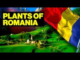 What Is The National Plant Of Romania?