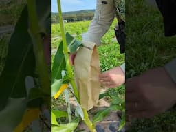 Is perennial sweet corn possible?