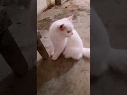 Billu & Soniya #cat #trending  #shorts