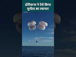 Sunita Williams Return देख चारों ओर मंडराने लगा Dolphins का झुंड! #shorts