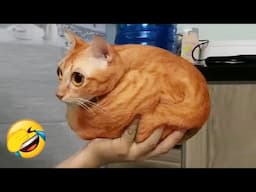 If Cats and Dogs Had a “Try Not to Laugh” Contest 😂 Pt 7