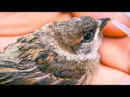 Rescued Baby Sparrow from the Cat | My Garden Vlog | NEW AVIARY!