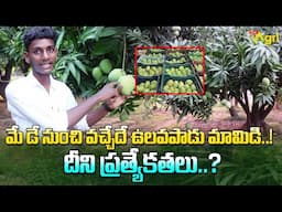 Ulavapadu Banginapalli Mango Farming | మే డే నుంచి వచ్చేదే ఉలవపాడు మామిడి..! Tone Agri
