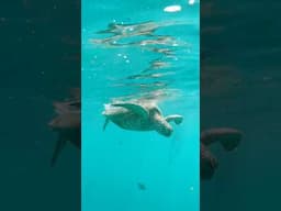 Did you know it’s illegal to touch sea turtles in Hawaii? #seaturtle #seaturtles
