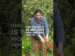 #gardenhack: the chop and drop method saves time in the garden. Here’s how to do it