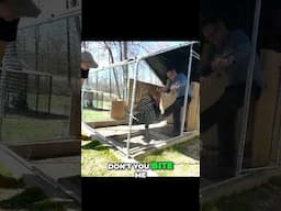 Catching Turkey goes WRONG