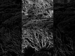 Moonah Trees need our HELP! #threatened