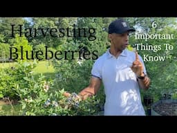 Blueberry harvest - 6 important things to know