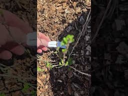 2025 Gooseberry and Currants planting #gardening #theothersideofmakebelieve #berryplant #farmlife