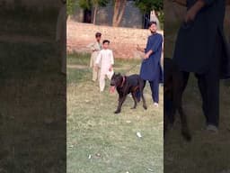 Heavy Bully Dog Badshah #hammadpethouse #samadpetsvlog #shehrmedihat #unfrezzmyaccount #bullydog