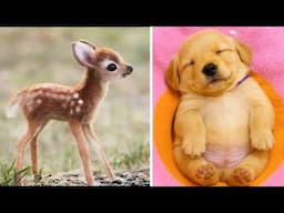 Funniest Animals 2025 😂 Best Funny Cats and Dogs 😻🐶 Part 22 | Cute Baby Dogs