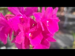 SUNDAY FUNDAY ORCHID GARDEN WALK/TALK May 25, 2025