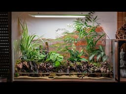 Building a Giant Jungle Paludarium for Vampire Crabs