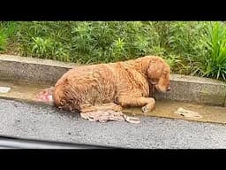 A golden retriever dying in the rain wait for death,I don't know how to do,I had to seek help online