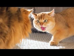 When Cats Meet For The First Time! | Compilation