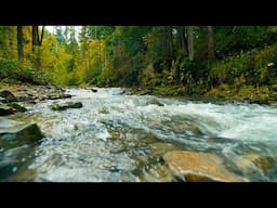 4K Mountain River in Peaceful Forest | Flowing Water Sounds, No Birds | River Ambience for Sleep.
