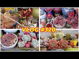 MY SUCCULENTS B4 I GO | VLOG #320 -  Growing Succulents with LizK