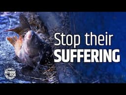 Over 1 BILLION Fish Suffering in Transport across Europe
