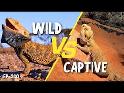 Is Captivity or the Wild Better for Reptiles?