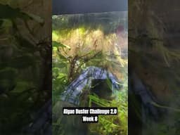 Algae Buster Challenge 2.0 Week 8