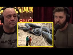 Joe Rogan: Giant Snakes In Amazon Forrest MYTH BUSTED & World War Pilot Story of Giant Snakes