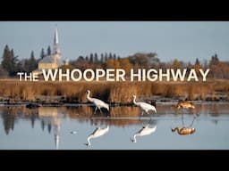 The Whooper Highway