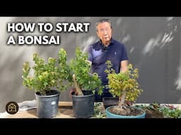 How to Make Your First Bonsai from a Sapling (Step-by-Step) – Trident Maple Edition