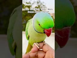 Main Tota Main Tota – Mera Dance Master Parrot! #FunnyParrot #ParrotDance #MainTotaMainTota